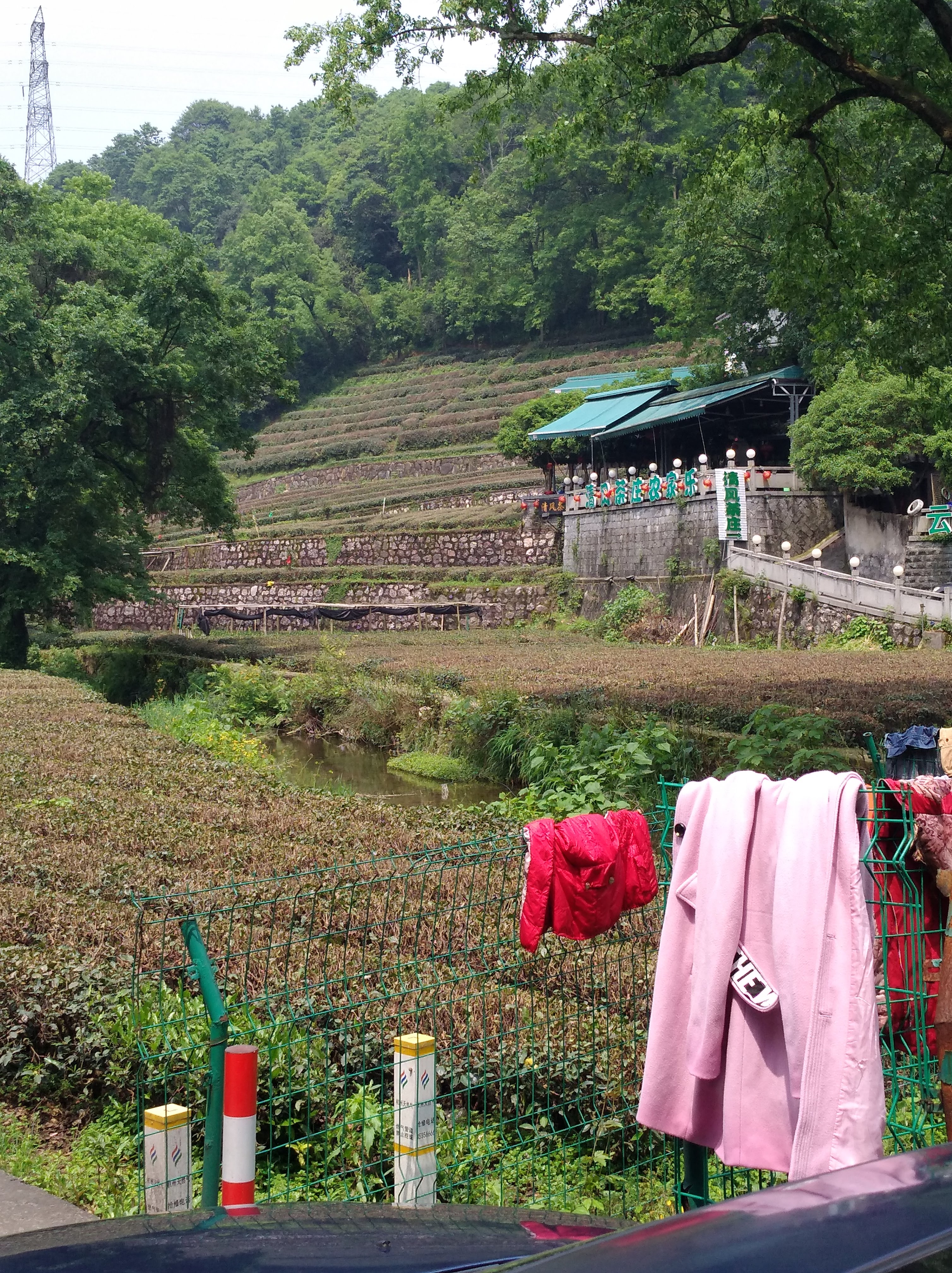 Hangzhou, tea garden