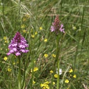 Anacamptis pyramidalis