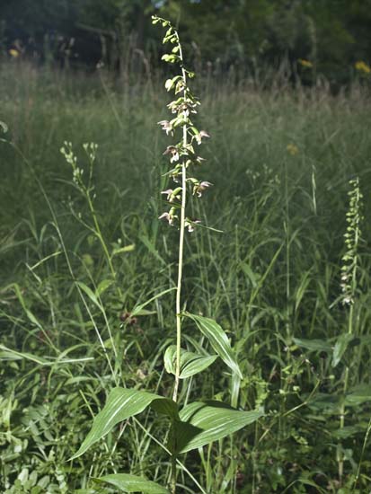 EPIP01