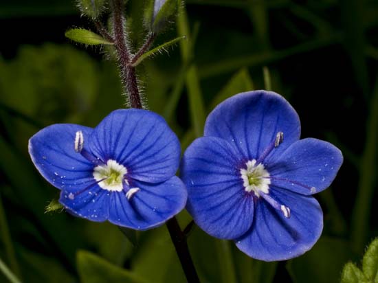 FLOR09
