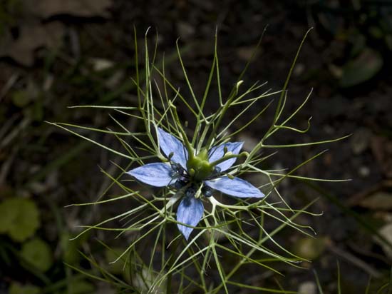 FLOR12
